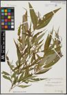 Foto von Salix acmophylla Boiss.